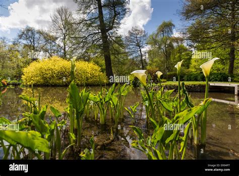 Longstock Park Water Garden, John Lewis Leckford Estate, Stockbridge ...