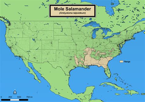 Mole Salamander - eMuseum of Natural History