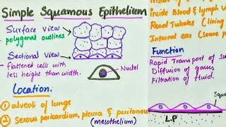 Simple Squamous Epithelium Diagram