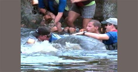 Rescued manatee released in Florida