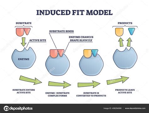 Induced fit model process explanation with enzyme products outline diagram Stock Vector Image by ...