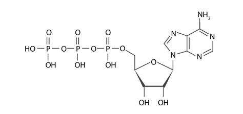 Adenosine triphosphate (ATP) in a cell in biology - Jotscroll