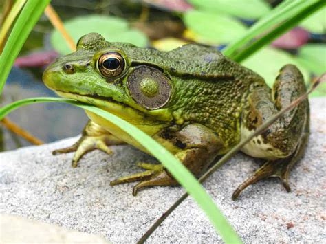 Do Frogs Have Ears? (How Frogs Hear)