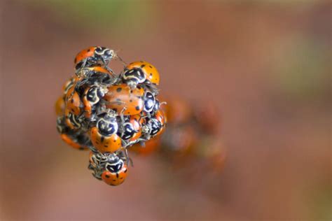 A Ladybug Swarm Over California Was Huge Enough to Show Up on Radar ...