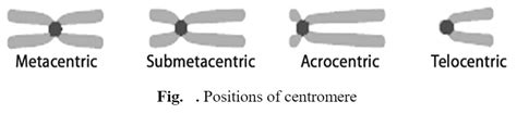 Structural organization of prokaryotic and eukaryotic chromosome - Biology Ease