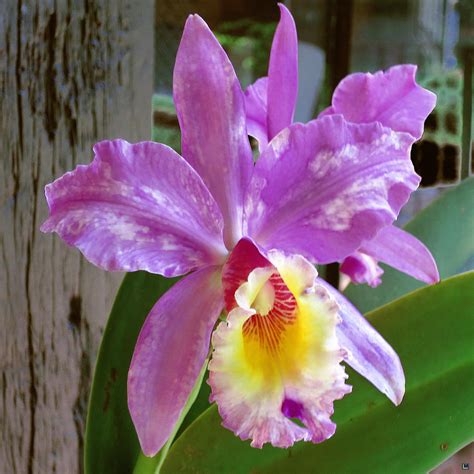 Orchids of Brazil 3 Photograph by Muriel Levison Goodwin - Fine Art America