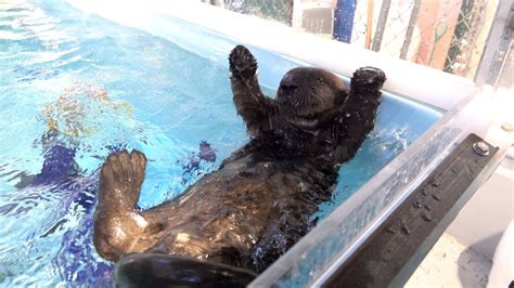 Sea Otter Pup Learns To Swim