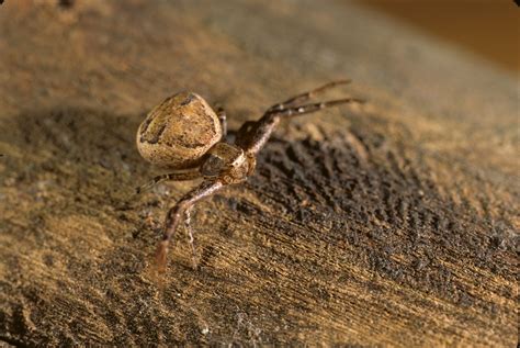 crab spiders (Family Thomisidae) | spidersrule