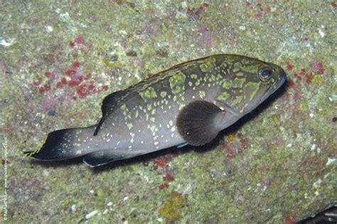 Epinephelus marginatus - Dusky grouper | Snorkeling Report