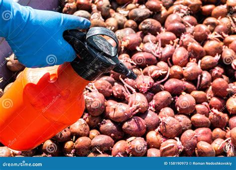 Treatment of Sprouted Potatoes with an Insecticide before Planting in the Soil Stock Image ...