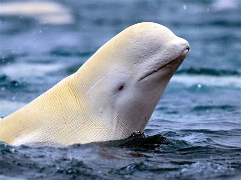 Sailors Shocked by Mermaid-Like Beluga Whales with Human Knees! | Regretless