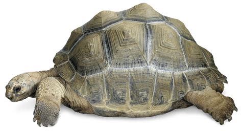 Turtle Facts | Tortoise Facts | DK Find Out