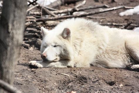 White Wolf Sleeping by Jisei | White wolf, White wolf tattoo, Wolf