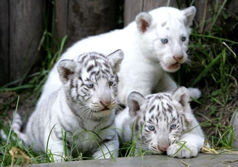 Tigre siberiano blanco - Imagui