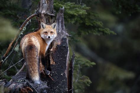 Photos: The stunning biodiversity of Algonquin Provincial Park ...