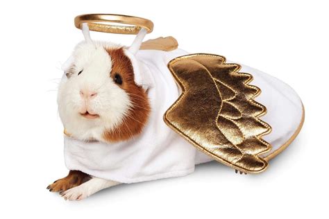 Guinea Pig Costumes That Are Too Cute for Words | Reader's Digest