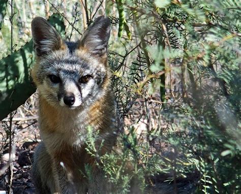 Madera Canyon Hiking Trail: Nature Conservancy’s Small Slice of Heaven in the Davis Mountains ...