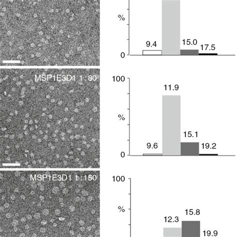 Negative staining electron microscopy (EM) of ND with 80% PS and 20% GC... | Download Scientific ...