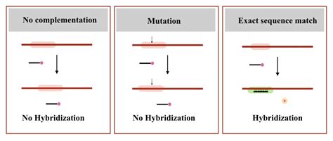 DNA Probes: Labeling, Types, Applications and Limitations