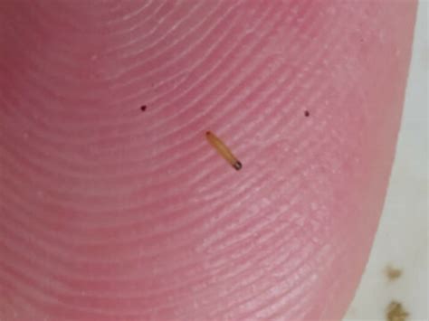 pantry moth larvae hanging from stove top - All About Worms