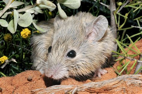 'Extinct' Australian mouse discovered alive | Popular Science