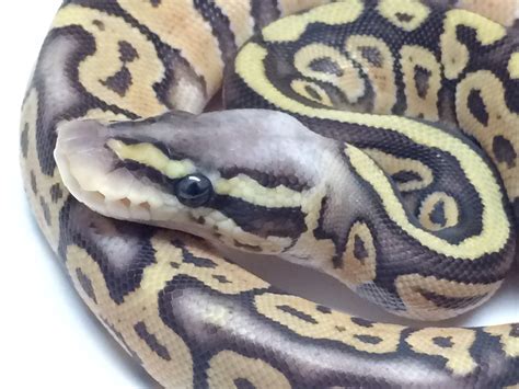 Baby Ball Pythons For Sale | Baby Ball Python - XYZReptiles