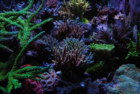 The Benefits of Algae in Saltwater Tanks - RateMyFishTank.com