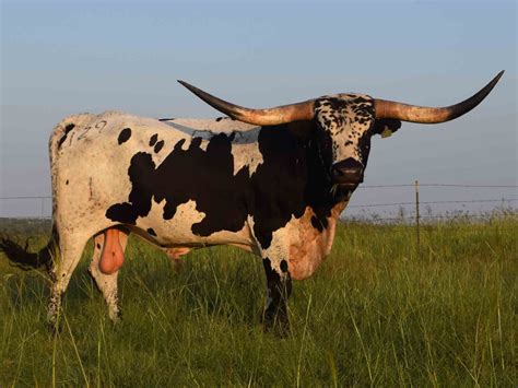 Rocking O Ranch - Plumb Line | Bull cow, Longhorn cattle, Longhorn