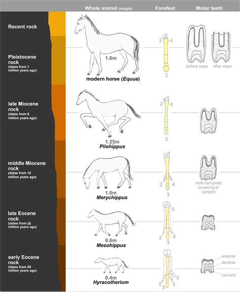 9.3: Evidence for Evolution - Biology LibreTexts