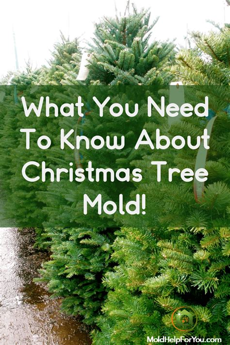 What You Need To Know About Christmas Tree Mold and Christmas Tree Syndrome | Mold Help For You