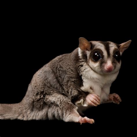 Sugar Glider Photos ~ Sugar Glider Facts | kolpaper