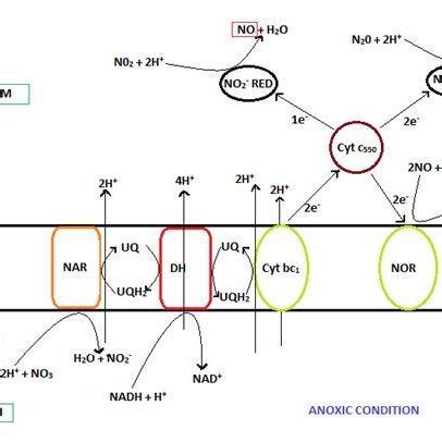 Biological concept of nitrification process. | Download Scientific Diagram