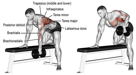 Comment effectuer le rowing unilatérale haltère Fitness Workouts, Gym Workout Tips, Dumbbell ...