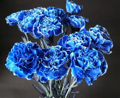Pin by Mary Rose Dalumpines on Flowers | Beautiful flowers, Blue carnations, Carnation flower