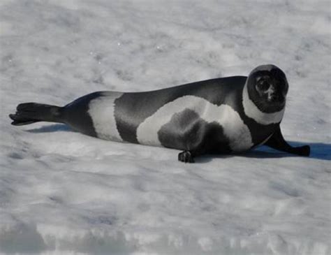 A Rare Seal Shows Its Gorgeous Stripes For The First Time!