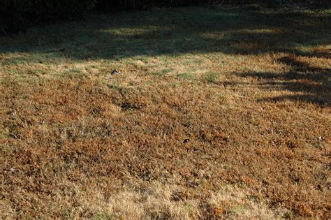 Example of orangish/brownish patches in bermuda grass | Flickr - Photo Sharing!