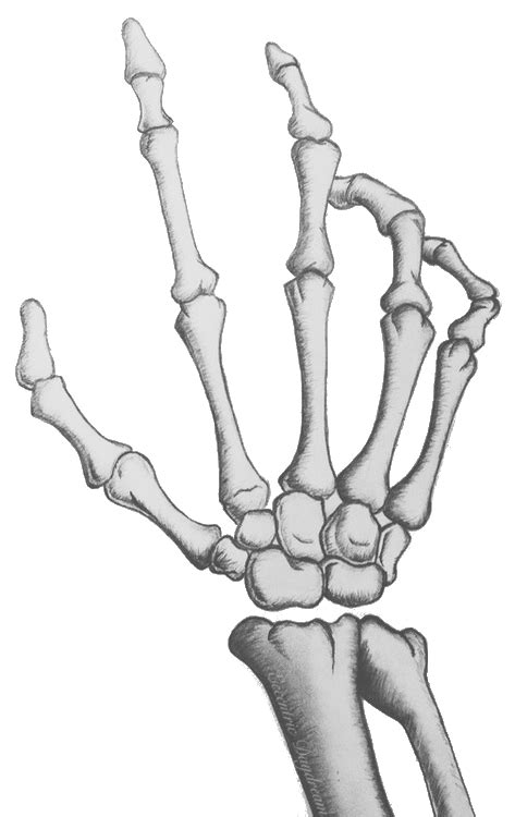 skeletal transparent | Skeleton hands drawing, Drawings, Sketches