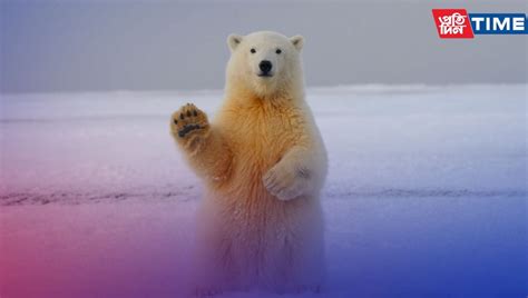 I Turn Polar Bears White Riddle: Check Out The Answer and Logical Explanation