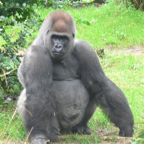 Gorilla vs Chimpanzee All Differences Explained - Animallot