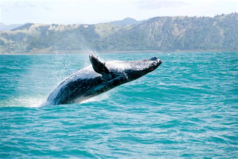 Maui whale watching!