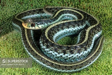 blue-striped garter snake (thamnophis sirtalis similis) this subspecies ...