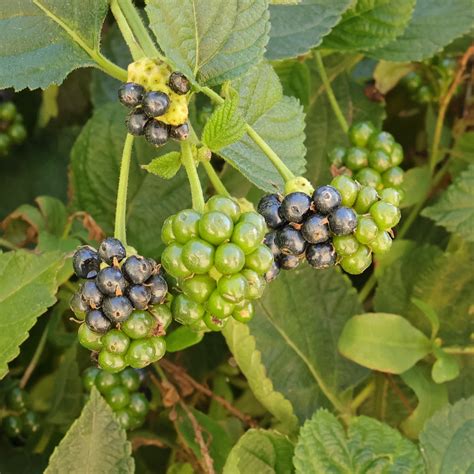 Common Lantana (berries)