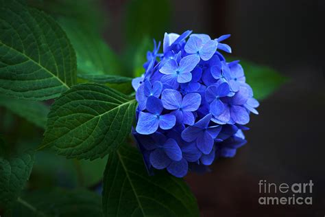 Blue Hydrangea Photograph by Vivienne Photography - Pixels