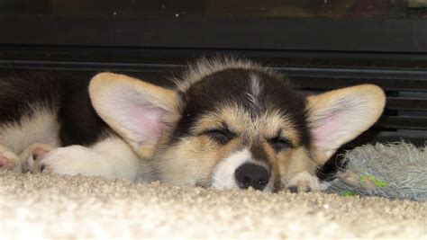 Sleeping Corgi Puppy Corgi Puppy, Canine, Sleep, Puppies, Dogs, Animals, Cubs, Animales, Animaux