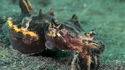 Flamboyant cuttlefish - Stock Video Clip - K003/0861 - Science Photo Library