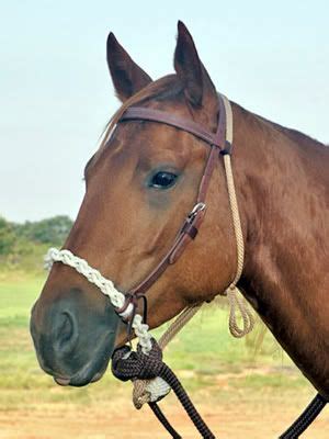 Types Of Hackamores (Full and Detailed with Photos) | Horses, Horse gear, Horse equipment