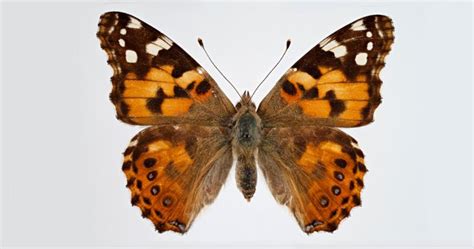 Painted Lady Butterfly | Museum of Natural History | University of Colorado Boulder