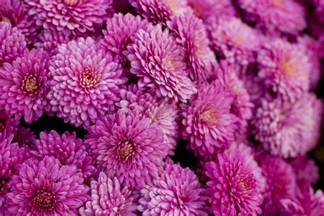 Autumn Bouquet of Violet Chrysanthemums Stock Image - Image of bouquet, pink: 45561123