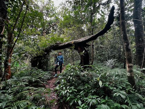 Hiking Mt. Makiling: A Spectacular Adventure in the Philippines