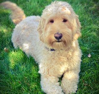 Labradoodle Colors - A Complete Guide to Every Labradoodle Shade - Labradoodles & Dogs